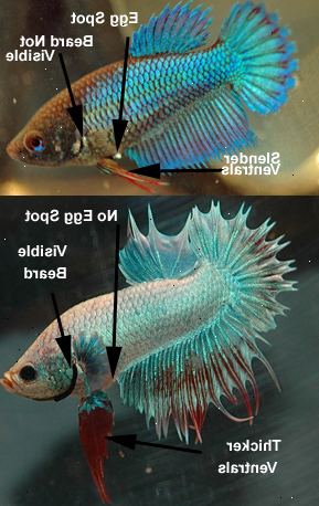 Hoe je het geslacht van een betta vis te bepalen. Vergelijk vis uit dezelfde genetische lijn.