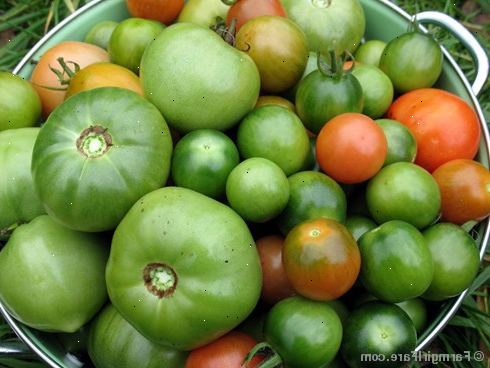 Hoe je groene tomaten rijpen. Voor de opslag, altijd wijnstokken te verwijderen, takjes, stengels, bladeren enz.