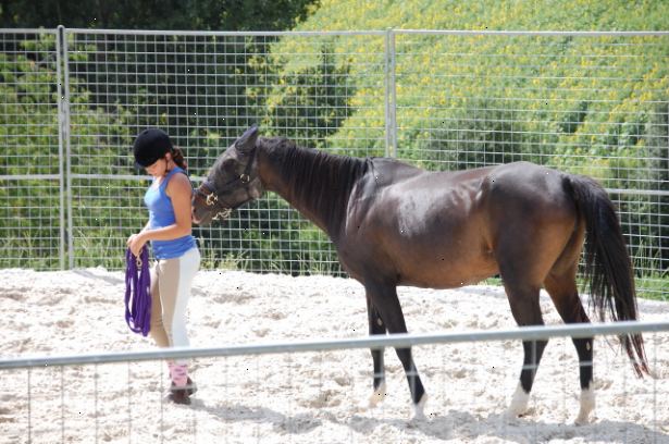 Hoe aan te sluiten met een paard. Hij zal je bijna altijd na te bootsen, dus als je overal springen en schreeuwen naar hem, zal hij reageren door te lopen en handelen agressief.