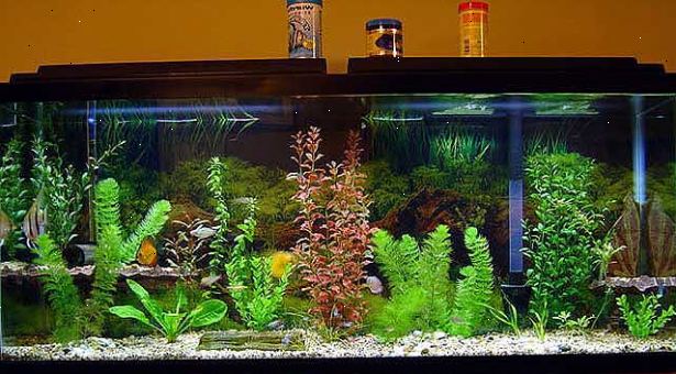 Hoe het opzetten van een tropisch zoetwater aquarium. Voordat je je aquarium, kies dan een plek om te zetten.