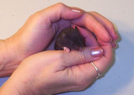 Hoe kunt u uw hamster te trainen om te komen wanneer je belt. Zorg ervoor dat je hamster is vertrouwd met uw geur en stem.