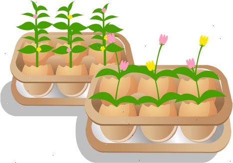 Hoe je tuin zaden wortel in een eierschaal. Verwijder het deksel van een lege, kartonnen eierdoos.