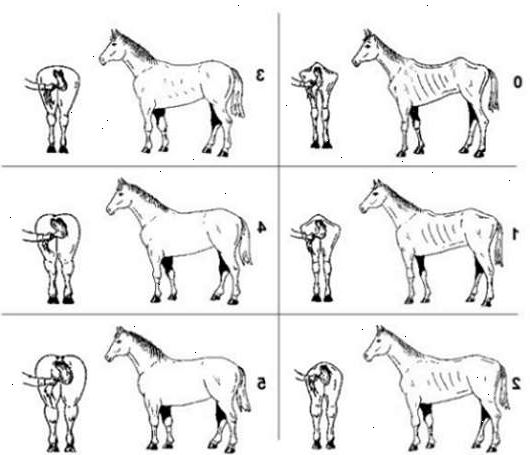 Hoe maak je conditiescore een paard