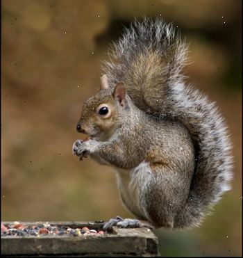 Hoe te eekhoorns stoppen met het eten van uw vogelzaad. Eekhoorn-proof feeders.
