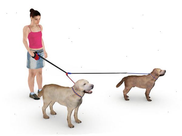 Hoe je twee honden tegelijk te lopen aan de lijn. Over de juiste controle over uw hond voordat je zelfs beginnen lopen.