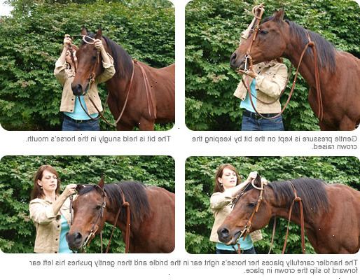 Hoe maak je hoofdstel van een paard. Bind je paard veilig.