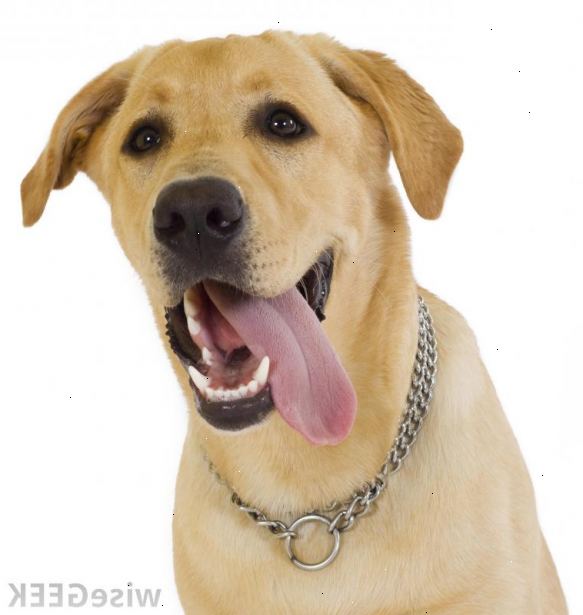 Hoe maak je een hond die hond epilepsie helpen. Denk aan de leeftijd van uw huisdier.