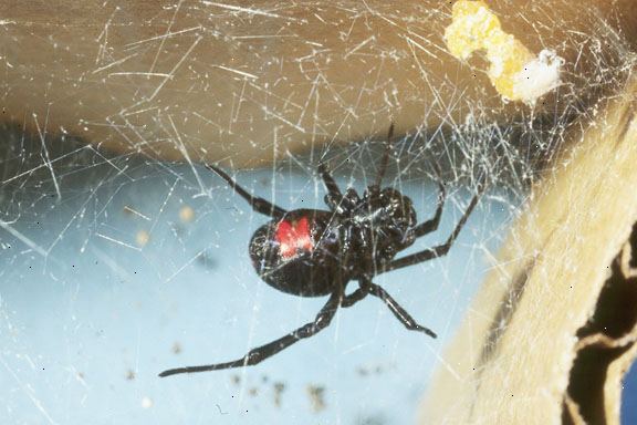 Hoe zich te ontdoen van de zwarte weduwe spinnen. Merk op dat sommige zwarte weduwen zijn allemaal zwart op de top, maar anderen niet.