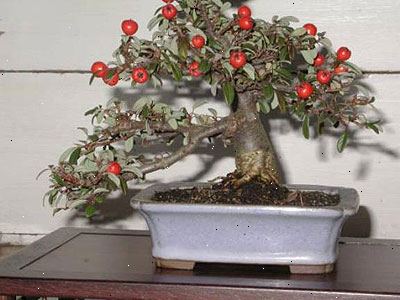 Hoe maak je een bonsai boom te creëren. Kies de soort van de boom.
