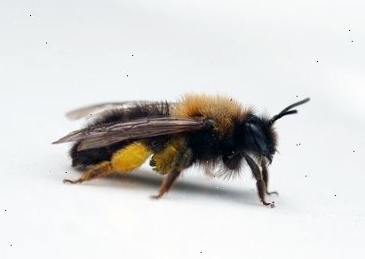 Hoe zich te ontdoen van de killer bees. Bepalen of de bijen moeten worden verwijderd.