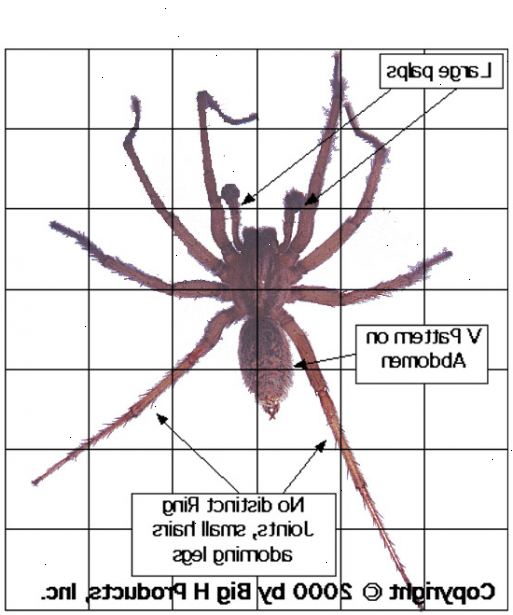 Hoe maak je een hobo spin identificeren. De grootte van de spin.
