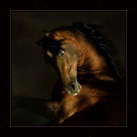 Hoe je een paard onder controle te krijgen. Als een paard is zo uit de hand dat je voelt dat je in gevaar bent van het krijgen van pijn voordat je hem kunt krijgen terug in de controle, aarzel dan niet doen van een.
