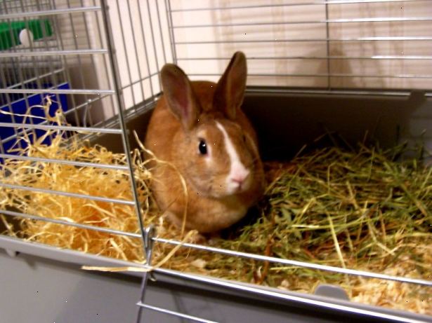 Hoe het opzetten van een speelse omgeving in de kooi van een konijn. Zetten in iets naar binnen te kruipen.