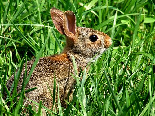 Hoe de zorg voor een niezen konijn. Zoek een konijn-savvy dierenarts.