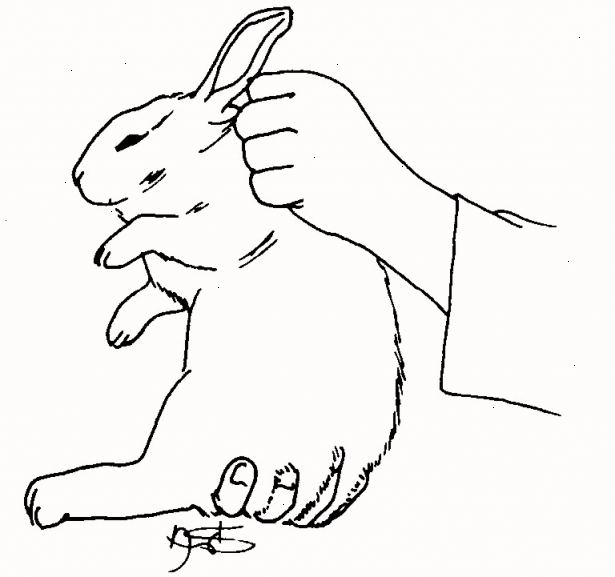 Hoe maak je een konijn te houden. Benader het konijn, zodat het ziet kom je naar het op te rapen.