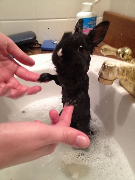 Hoe kunt u uw konijn een bad te geven. Spoel je konijn met warm water.