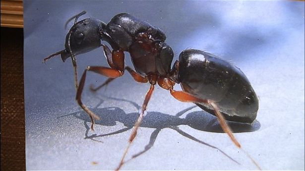 Hoe te mieren uit kattenvoer verwijderen. (Bowl Method) Verwijder alle mieren die al in uw kat etensbak.