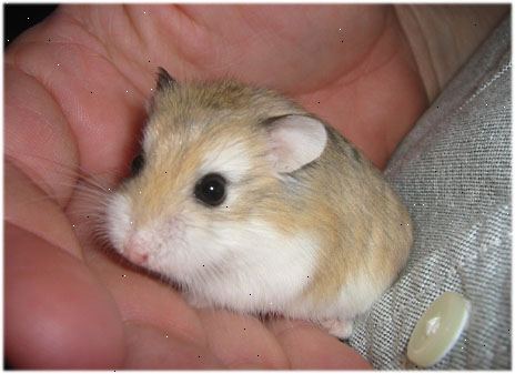 Hoe de zorg voor Roborovski hamsters. Koop een geschikte habitat voor uw snel-to-be huisdier.