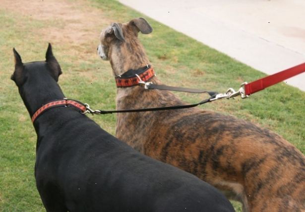 Hoe je met twee honden lopen met een riem. Zitten beide honden side-by-side.