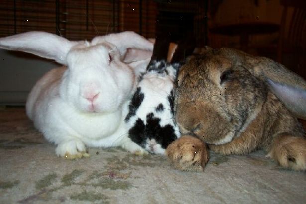Hoe de zorg voor een huis konijn. Meer informatie over konijnen.