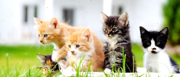 Hoe u de juiste kitten kiezen voor uw huis. Bepaal of u wilt een reddingskat uit een dierenasiel of een raskat.