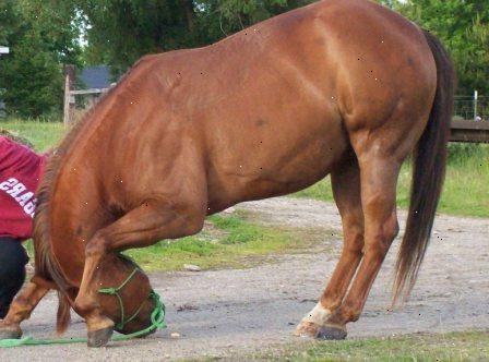 Hoe je een paard te leren buigen. Loopt uit in een arena of een open ruimte met je paard in een halster en touw.