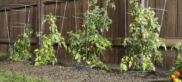 Hoe maak je een tomatenplant groeien. Koop kleine tomatenplanten uit een nabijgelegen kinderdagverblijf en transplantatie ze naar uw tuin voor het eerst kweekt.