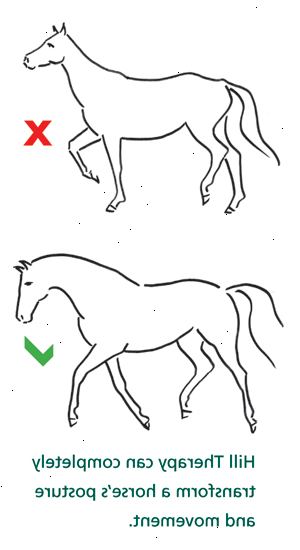Hoe maak je een paard in vorm te krijgen. Na het onderzoek naar een goede oefening programma, schrijven een programma op maat voor uw paard, een week in een tijd.