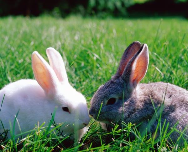Hoe maak je een gezond konijn te verhogen. Zorg voor je konijn met een juiste voeding.
