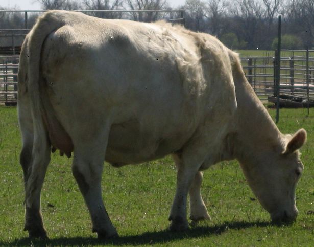 Hoe te vertellen wanneer een koe of vaars is in oestrus. Ken de fysiologische voortplantingscyclus van vee.