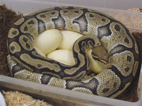 Hoe succesvol bal pythons te fokken