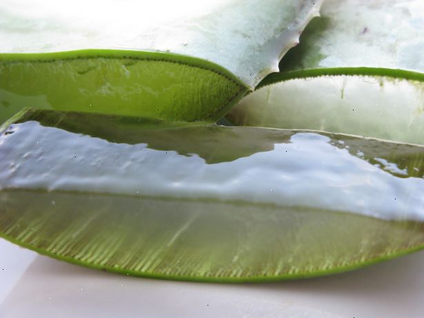 Hoe je een aloe vera plant trimmen. Verwijderen van een blad van een aloë vera plant goed.
