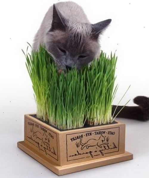 Hoe maak je een gras pot voor katten te maken. Zaai de zaden direct in de potgrond en water regelmatig.