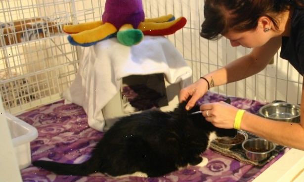 Hoe de zorg voor uw kat. Zorg ervoor dat u uw kat naar de dierenarts regelmatig voor eventuele vaccinaties nodig, en gewoon een algemene check-up om te zien hoe uw kat aan het doen is.