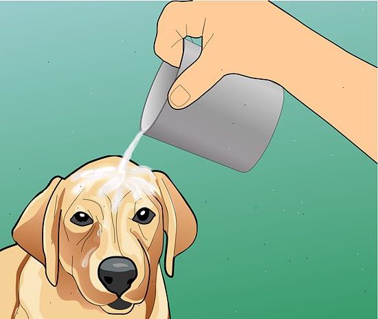 Hoe maak je een zonnesteek bij honden te behandelen