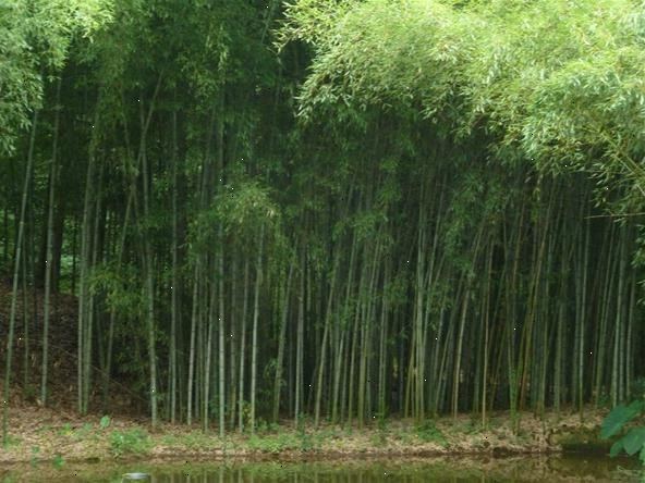 Hoe maak je een lopende bamboe planten. Identificeer de bamboe die u wilt planten.