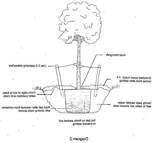 Hoe maak je een blote wortel boom te planten. Pak de blote wortel boom uit de verpakking of het materiaal waarvan het kwam.