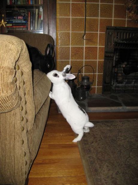 Hoe om te bepalen of uw konijn gecastreerd. Begrijp het konijn paring spel.