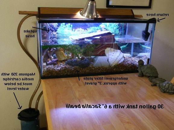 Hoe maak je een schildpad tank schoon. Kies je schildpad up zachtjes uit zijn tank, en zet deze in een andere tank of een kom.