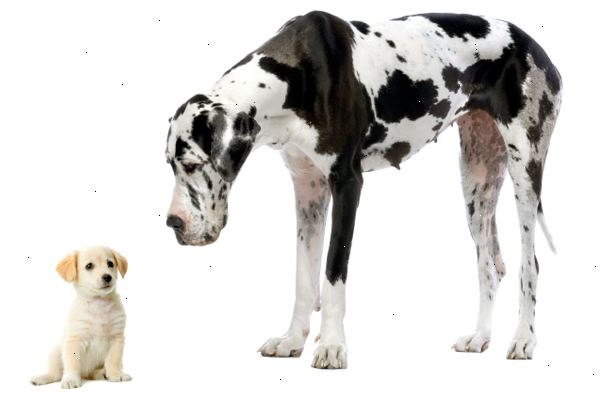 Hoe maak je een hond te kiezen. Zoek eerst het soort ras of ras van de hond die bij uw levensstijl het beste past.