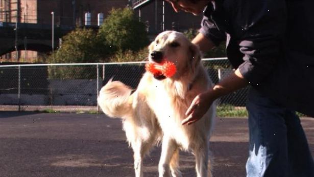 Hoe kunt u uw hond te trainen om te komen als ze worden opgeroepen