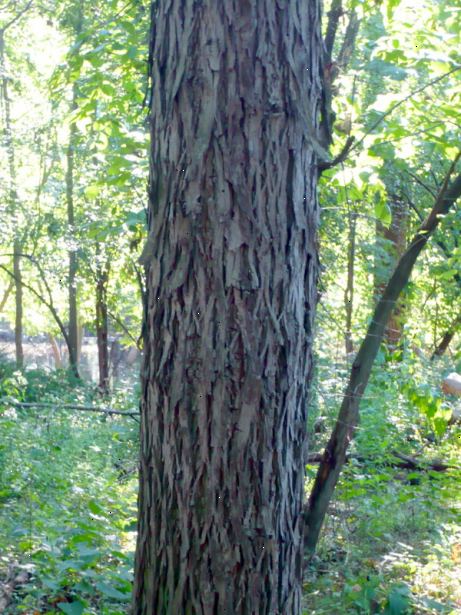Hoe te hickory bomen te identificeren. Kijk voor lange en smalle bladeren die groeien in een samengestelde structuur, wat betekent dat meerdere blaadjes breiden van elke steel (rachis).