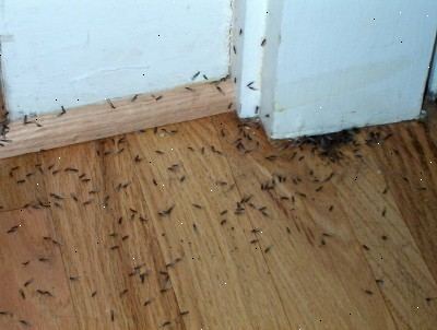 Hoe zich te ontdoen van termieten. Zich bewust zijn van de waarschuwingssignalen.