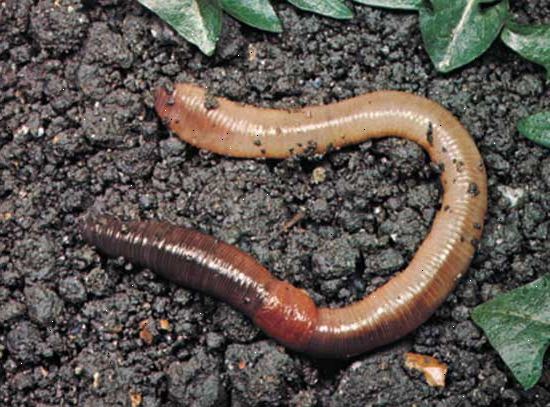 Hoe te regenwormen te verzamelen. De ouderwetse manier voor het krijgen van deze kleine jongens is om ze te graven zelf!