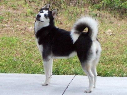 Hoe maak je een Siberische husky trainen. Word de "alpha dog", of leider van de groep, om uw siberische husky u te gehoorzamen tijdens de opleiding les te krijgen.