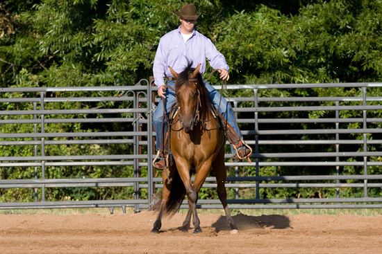 Hoe je een paard te leiden trainen. Halter trainen uw paard.