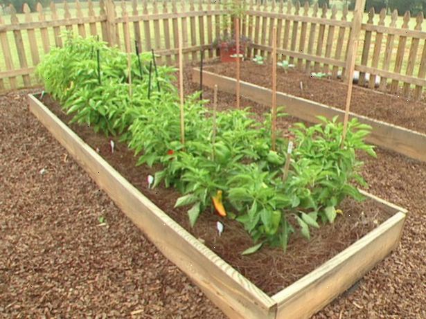 Hoe te groene paprika groeien. Selecteer een verscheidenheid aan groene peper die goed in het gebied waar u woont groeit.