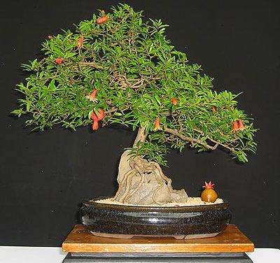 Hoe maak je een bonsai boom groeien. Selecteer de zaden die u wilt gebruiken.