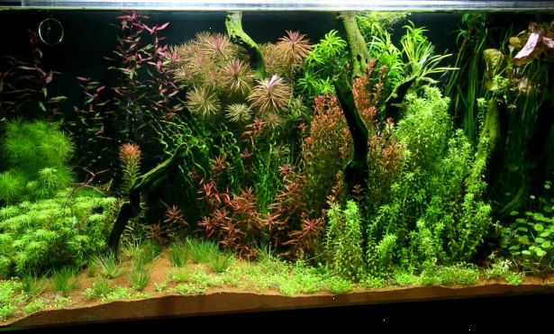 Hoe je zoetwater aquarium planten groeien. Selecteer de planten die u wilt groeien.