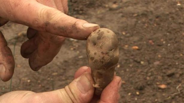 Hoe je aardappelen planten. Verkrijgen van zaden.